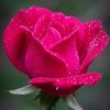 deborah_ruth